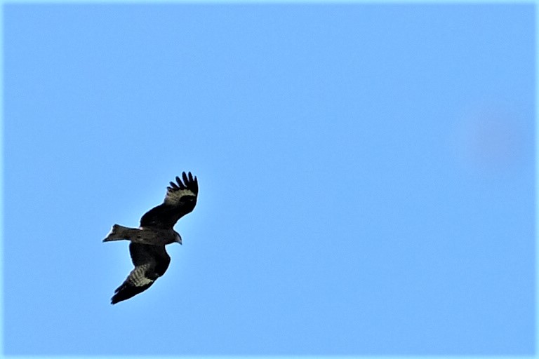 A prey bird in the blue sky